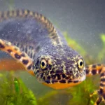 Alpine Newt For Sale