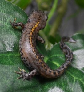 Alpine Newt For Sale