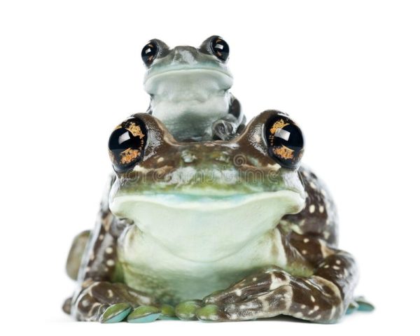 Amazon Milk Frog For Sale