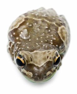 Amazon Milk Frog For Sale