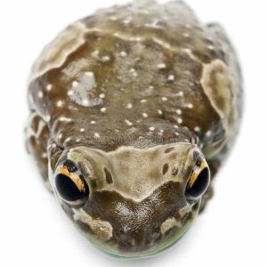 Amazon Milk Frog For Sale