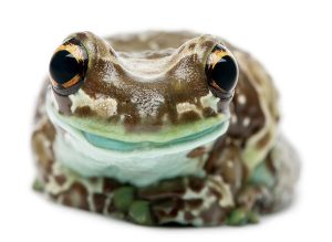 Amazon Milk Frog For Sale
