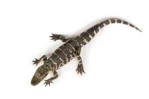 American Alligator For Sale