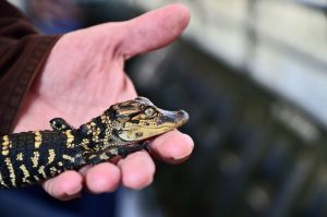 American Alligator For Sale