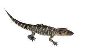 American Alligator For Sale
