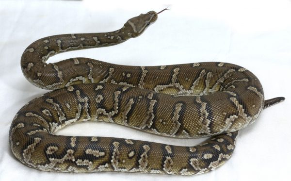 Angolan Python For Sale