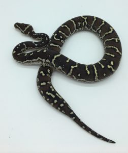 Angolan Python For Sale