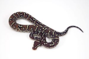 Angolan Python For Sale