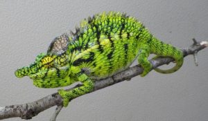 Antimena Chameleon for Sale