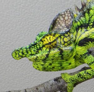 Antimena Chameleon for Sale
