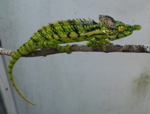 Antimena Chameleon for Sale