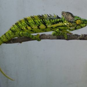 Antimena Chameleon for Sale