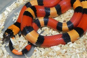 Apricot Pueblan Milk Snake For Sale Now