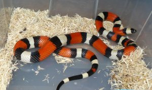 Apricot Pueblan Milk Snake For Sale Now
