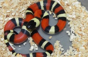 Apricot Pueblan Milk Snake For Sale Now