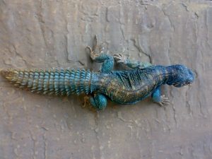 Arabian Blue Uromastyx For Sale