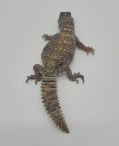 Arabian Blue Uromastyx For Sale