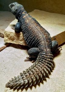 Arabian Blue Uromastyx For Sale
