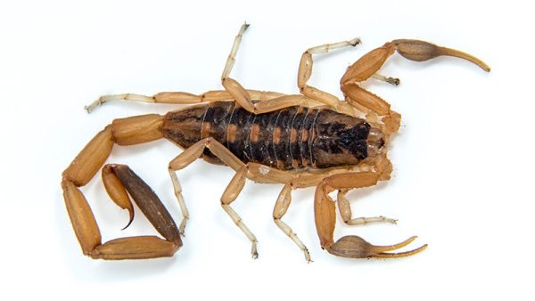 Arizona Bark Scorpion