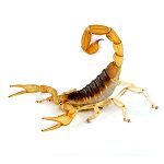 Arizona Bark Scorpion