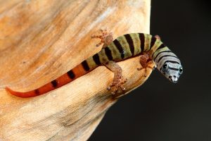Ashy Gecko For Sale