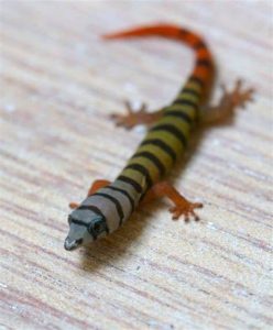 Ashy Gecko For Sale