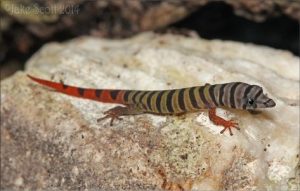 Ashy Gecko For Sale