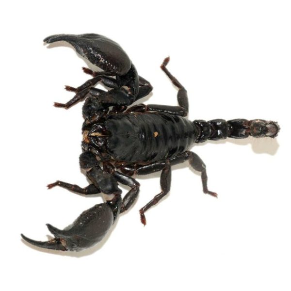 Asian Forest Scorpion For Sale
