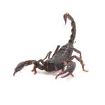 Asian Forest Scorpion For Sale