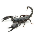 Asian Forest Scorpion For Sale