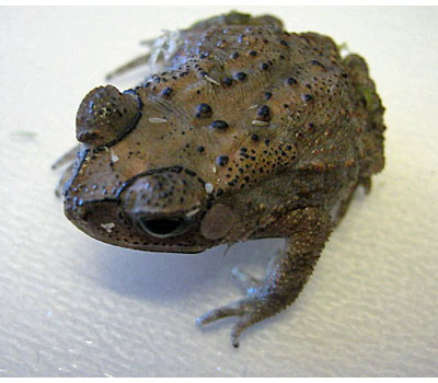 Asian Spiny Toad For Sale