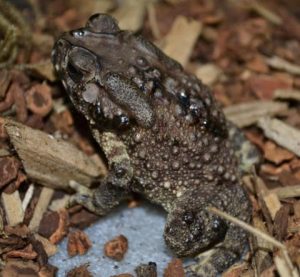 Asian Spiny Toad For Sale