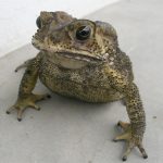 Asian Spiny Toad For Sale