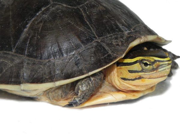 Indonesian Box Turtle For Sale | In Stock Now - Exotic Pet Reptiles For Sale