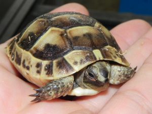 Greek Tortoise For Sale | In Stock Now - Exotic Pet Reptiles For Sale