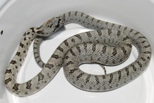 Baird's Rat Snake For Sale