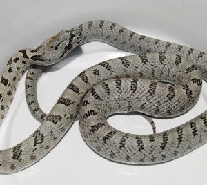 Baird's Rat Snake For Sale