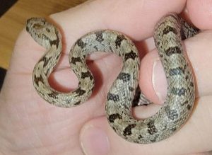 Baird's Rat Snake For Sale
