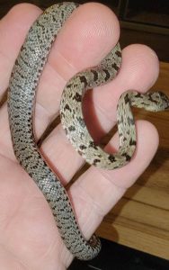 Baird's Rat Snake For Sale