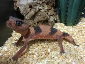 Banded Knob Tail Gecko For Sale