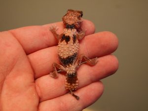 Banded Knob Tail Gecko For Sale