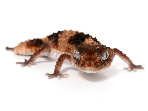 Banded Knob Tail Gecko For Sale
