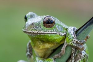 Barking Tree Frog - Image 3