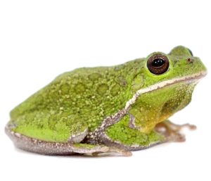 Barking Tree Frog For Sale