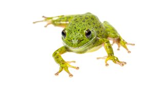 Barking Tree Frog For Sale