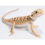 Bearded Dragon For Sale