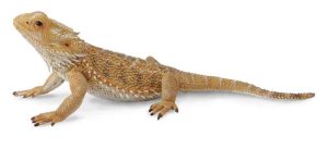Bearded Dragon For Sale