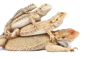 Bearded Dragon For Sale