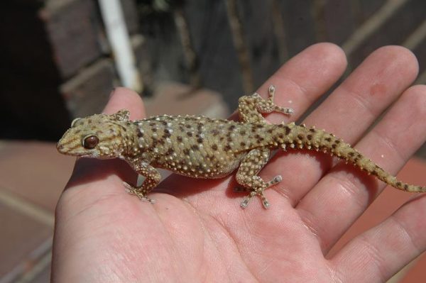 Bibron Gecko For Sale