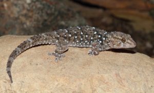 Bibron Gecko For Sale